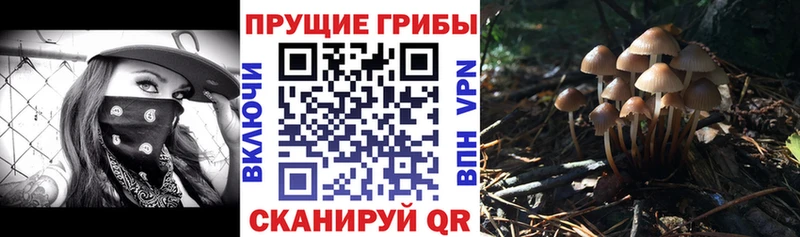 Псилоцибиновые грибы мухоморы  kraken маркетплейс  Баксан 